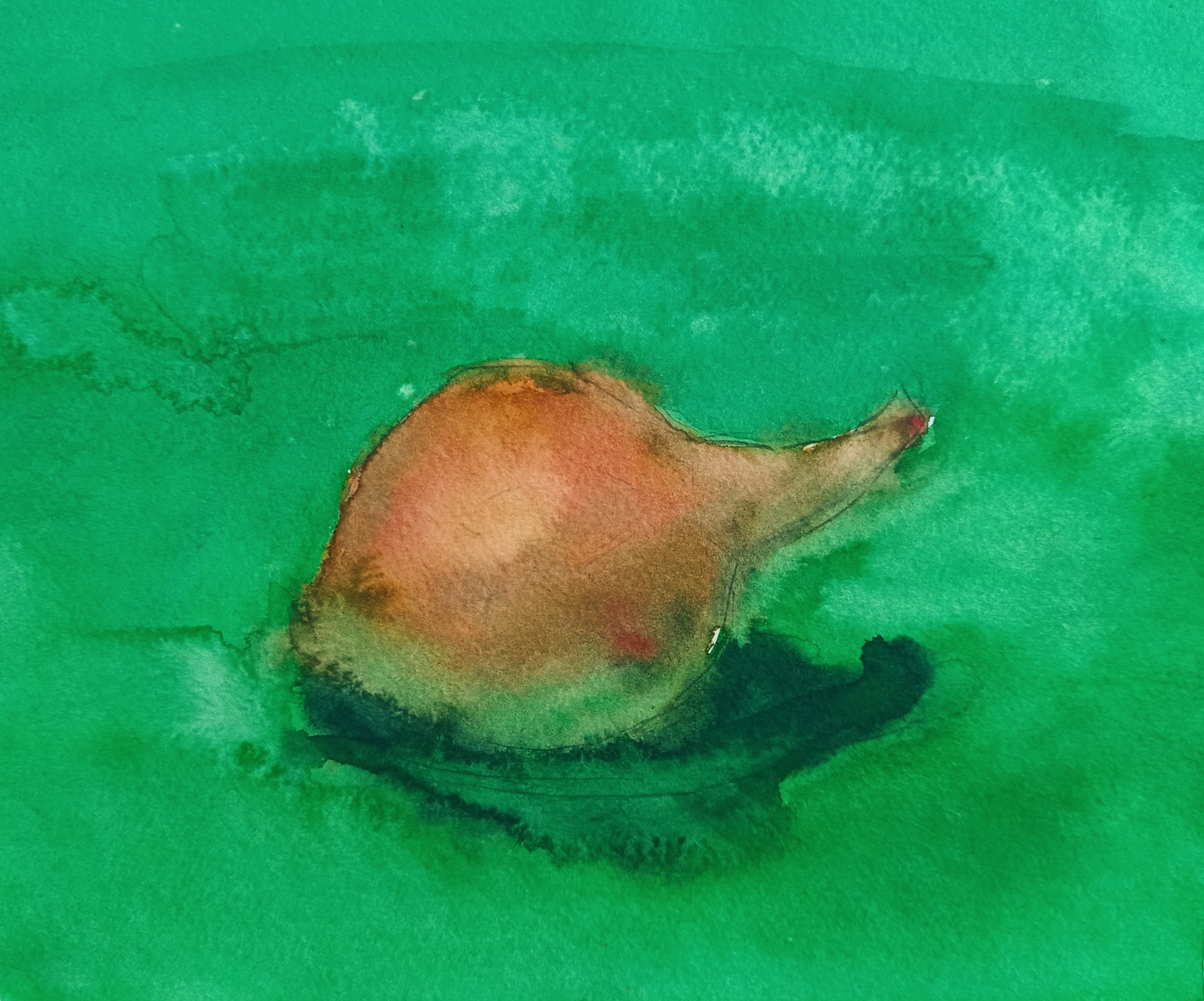 Onion on a green background